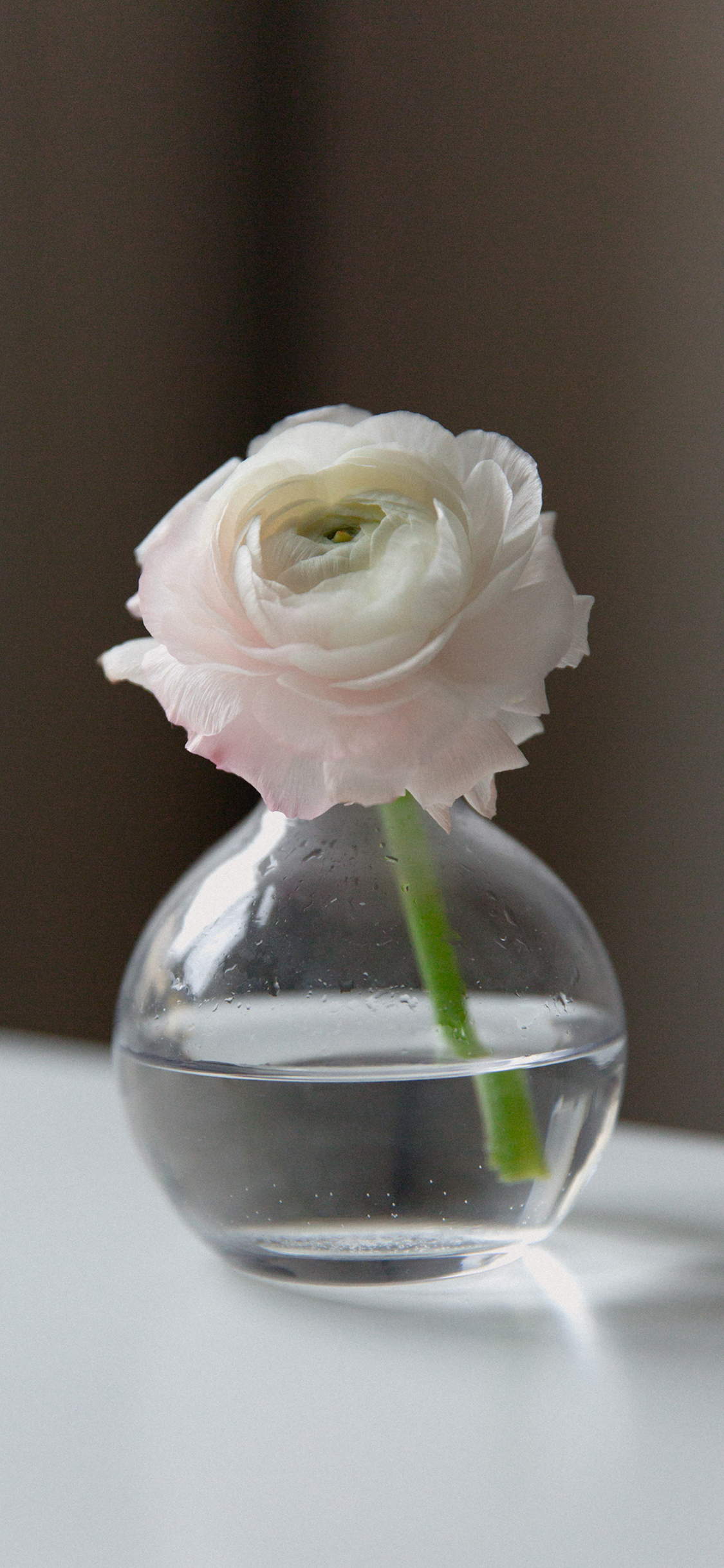 玻璃瓶 水 鲜花 盛开 苹果手机高清壁纸 1125x2436_爱思助手