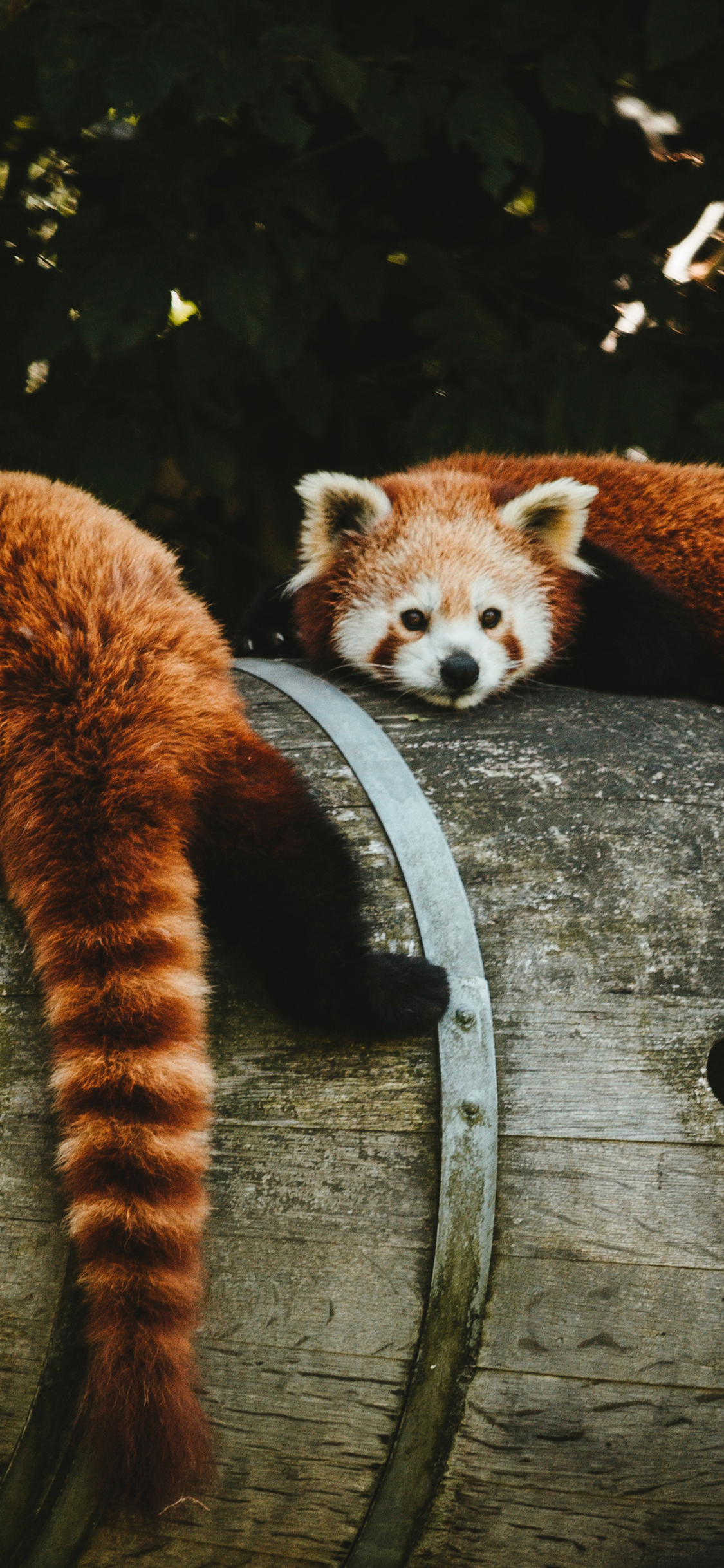 小熊猫 木桶 皮毛 呆萌 苹果手机高清壁纸 1125x2436