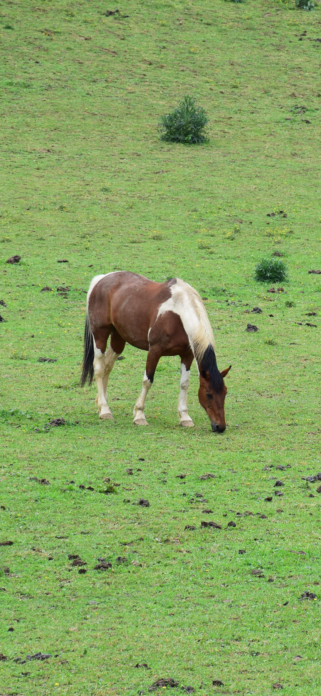 马 草原 畜牧 绿色 野生 牲畜 苹果手机高清壁纸