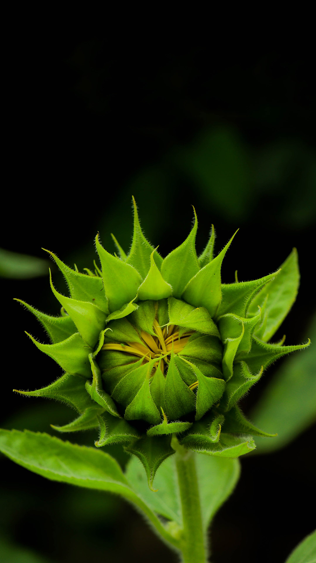 鲜花 向日葵 花苞 含苞待放 苹果手机高清壁纸 1080x1920