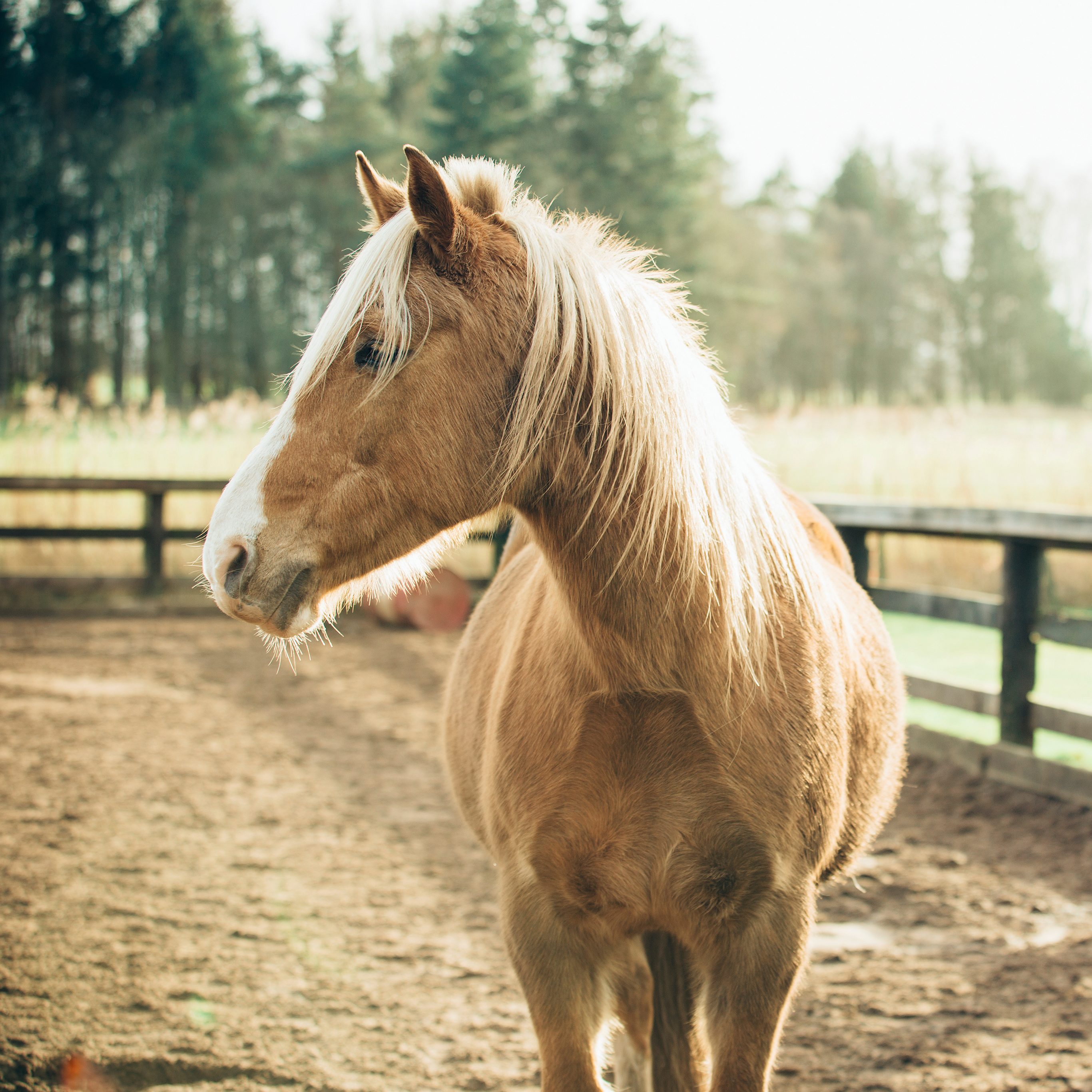 马 驹 马场 草原 鬃毛 苹果手机高清壁纸 2732x