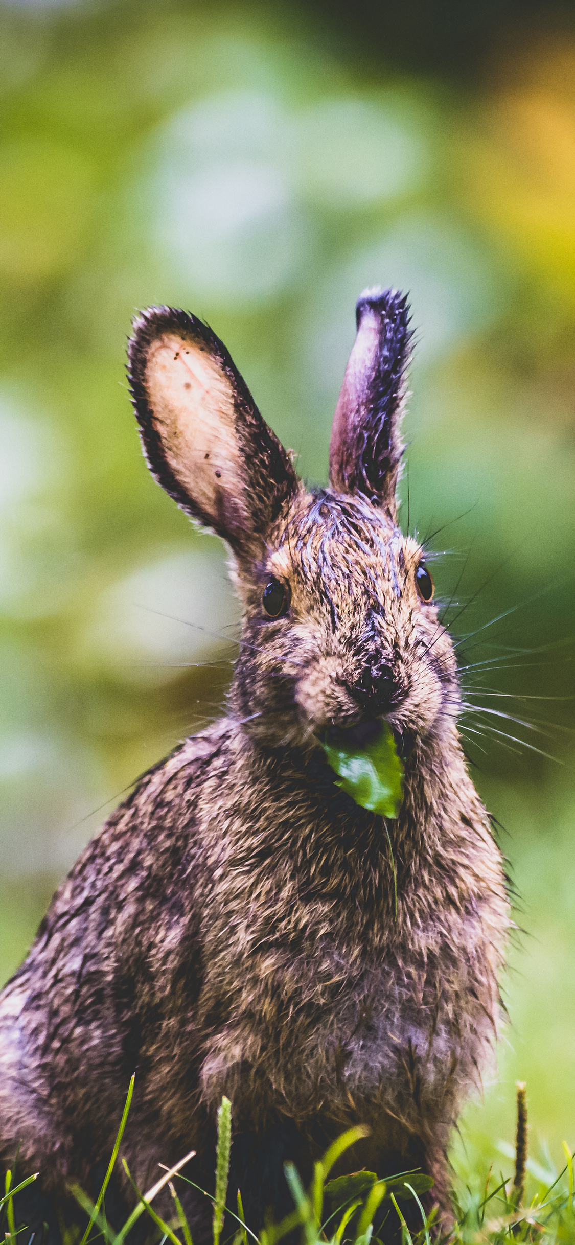 iPhone XR动物壁纸_iPhone XR动物壁纸下载_