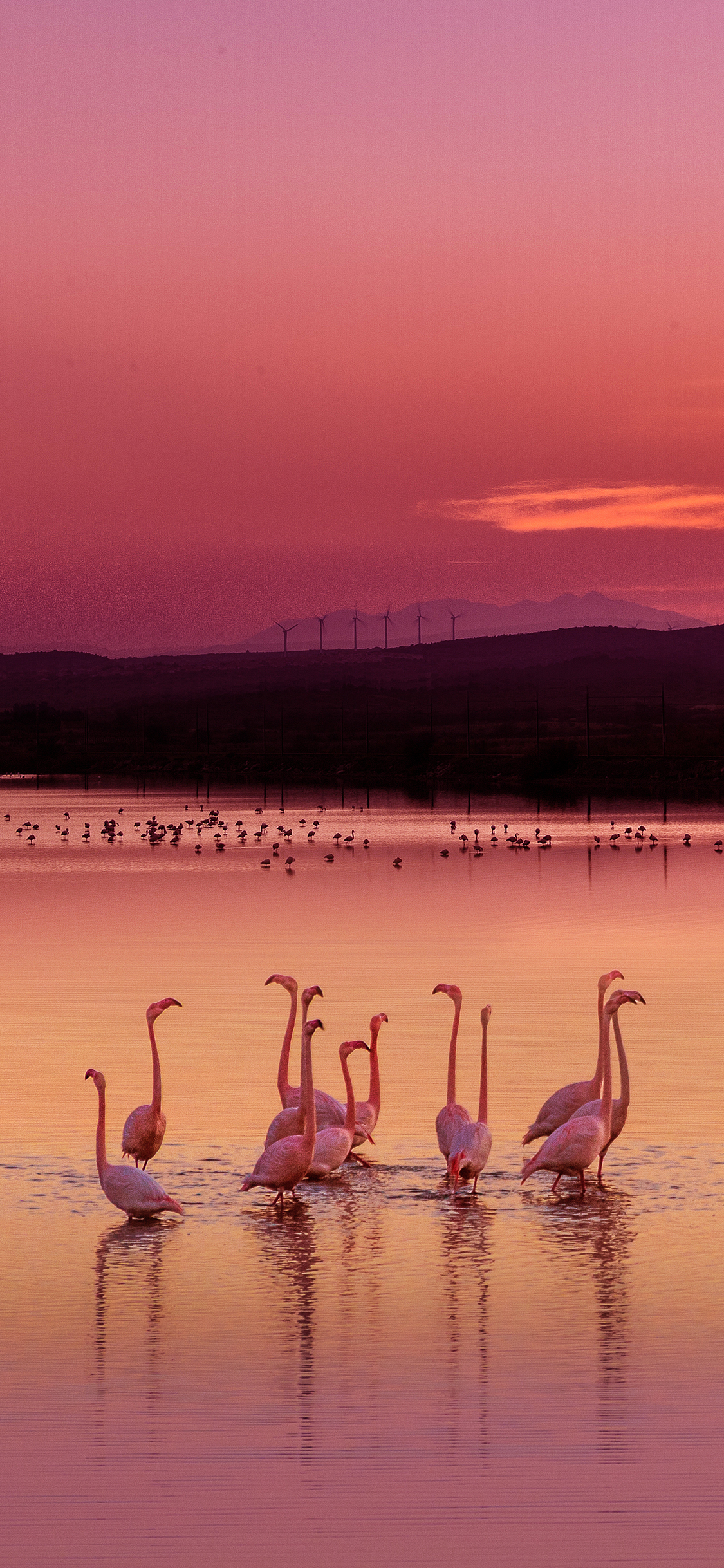 iPhone XR动物壁纸_iPhone XR动物壁纸下载_