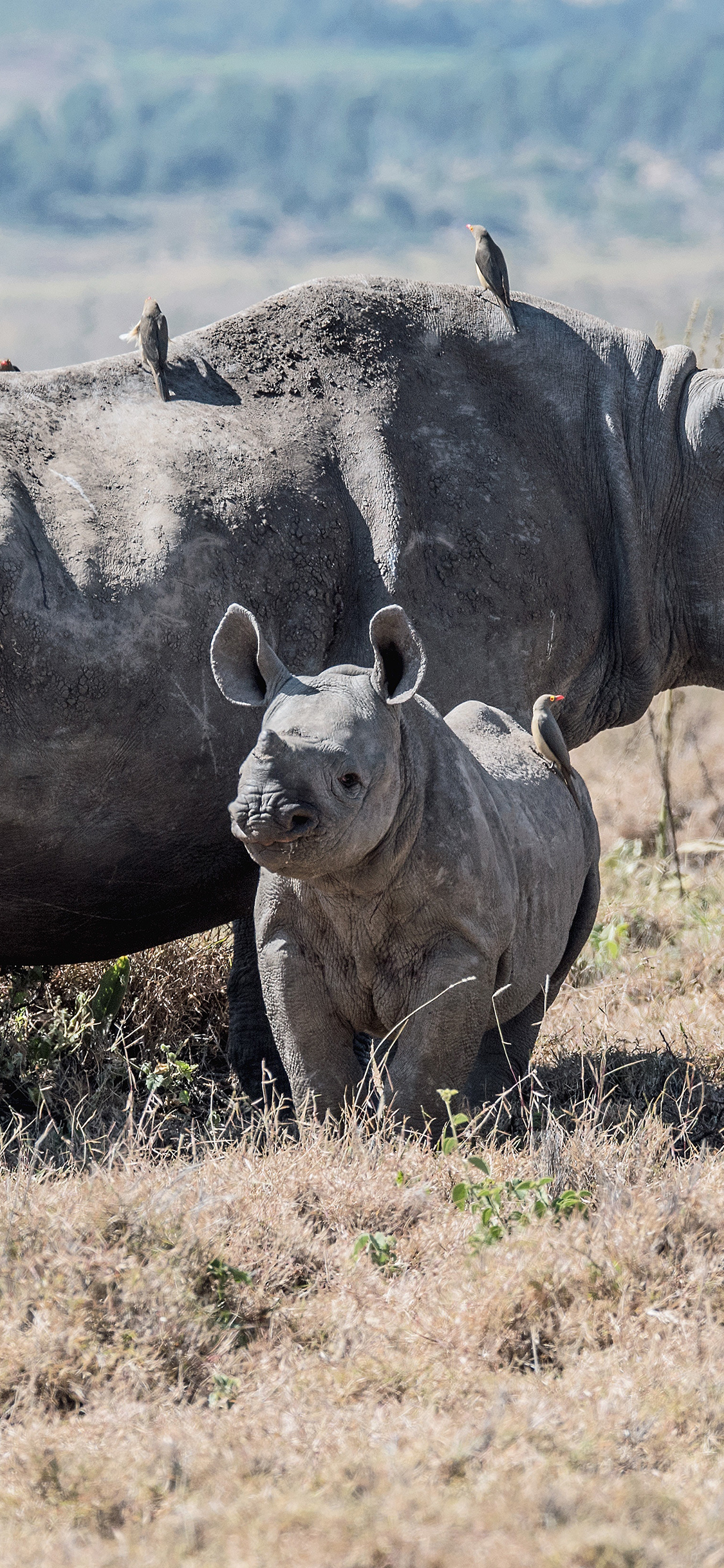 iPhone XR动物壁纸_iPhone XR动物壁纸下载_
