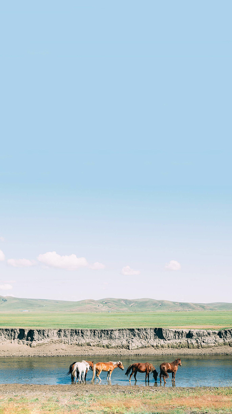 草原 马 畜牧 草场 牧场 苹果手机高清壁纸 750