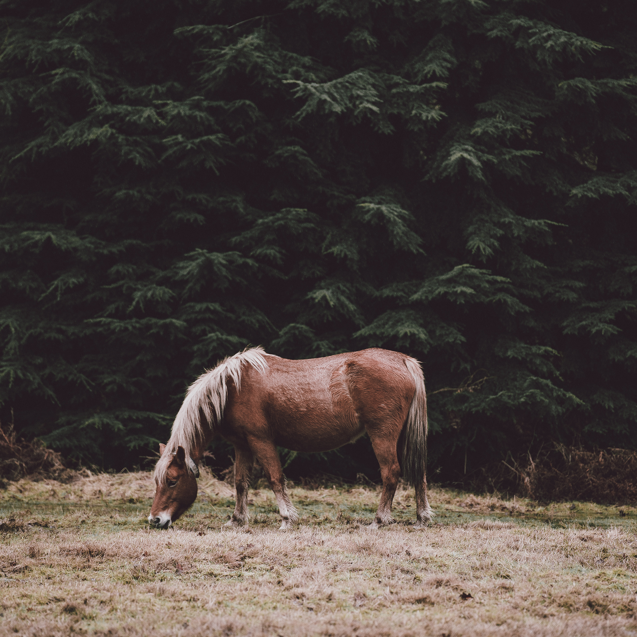 马 驹 草原 畜牧 苹果手机高清壁纸 2048x2048