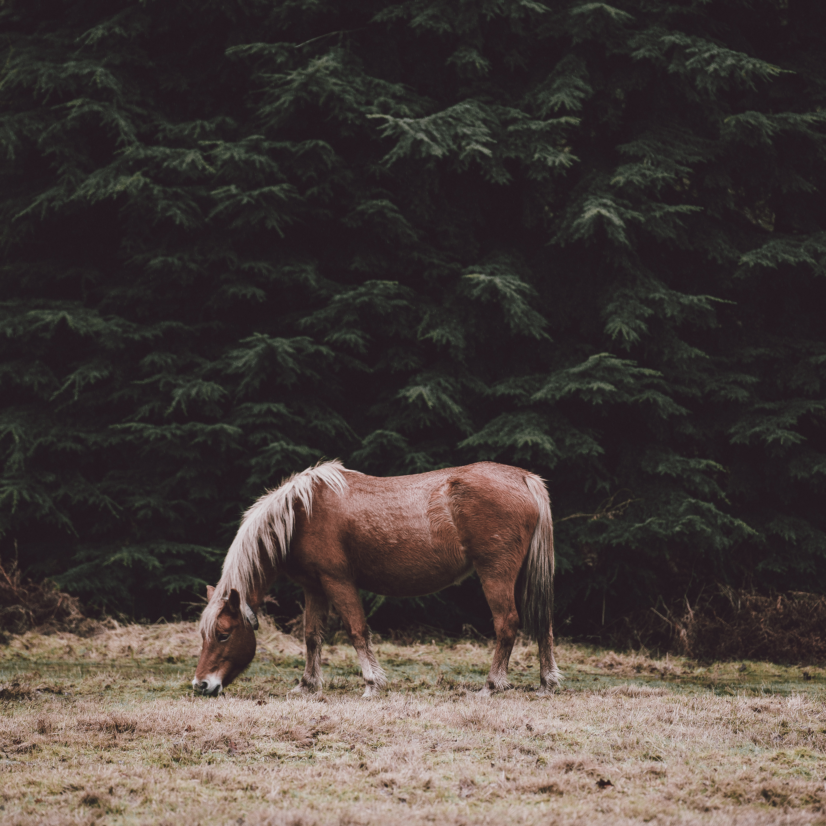 马 驹 草原 畜牧 苹果手机高清壁纸 2732x2732