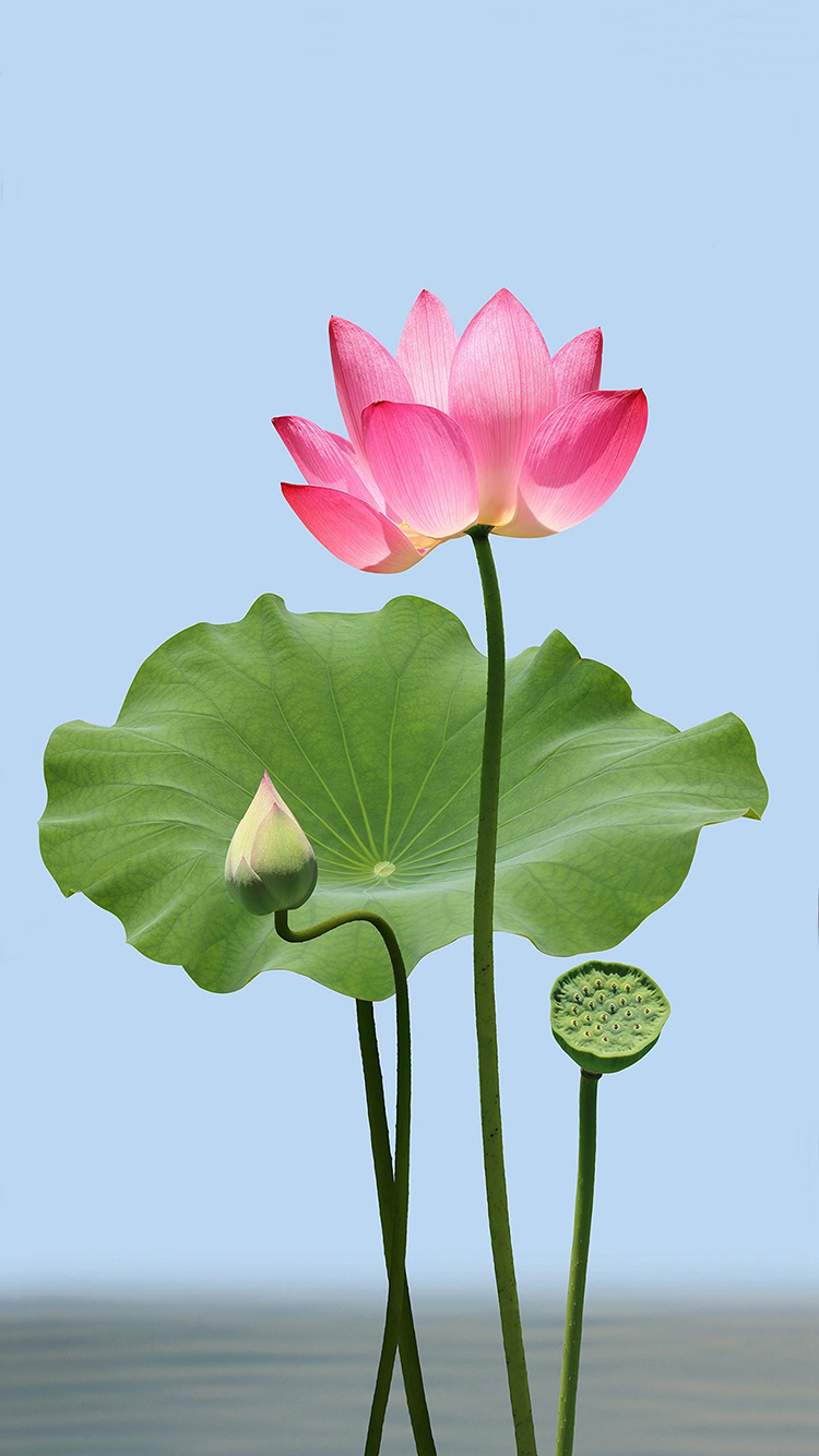 荷花 荷叶 莲蓬 鲜花 盛开 苹果手机高清壁纸 750x1334_爱思助手