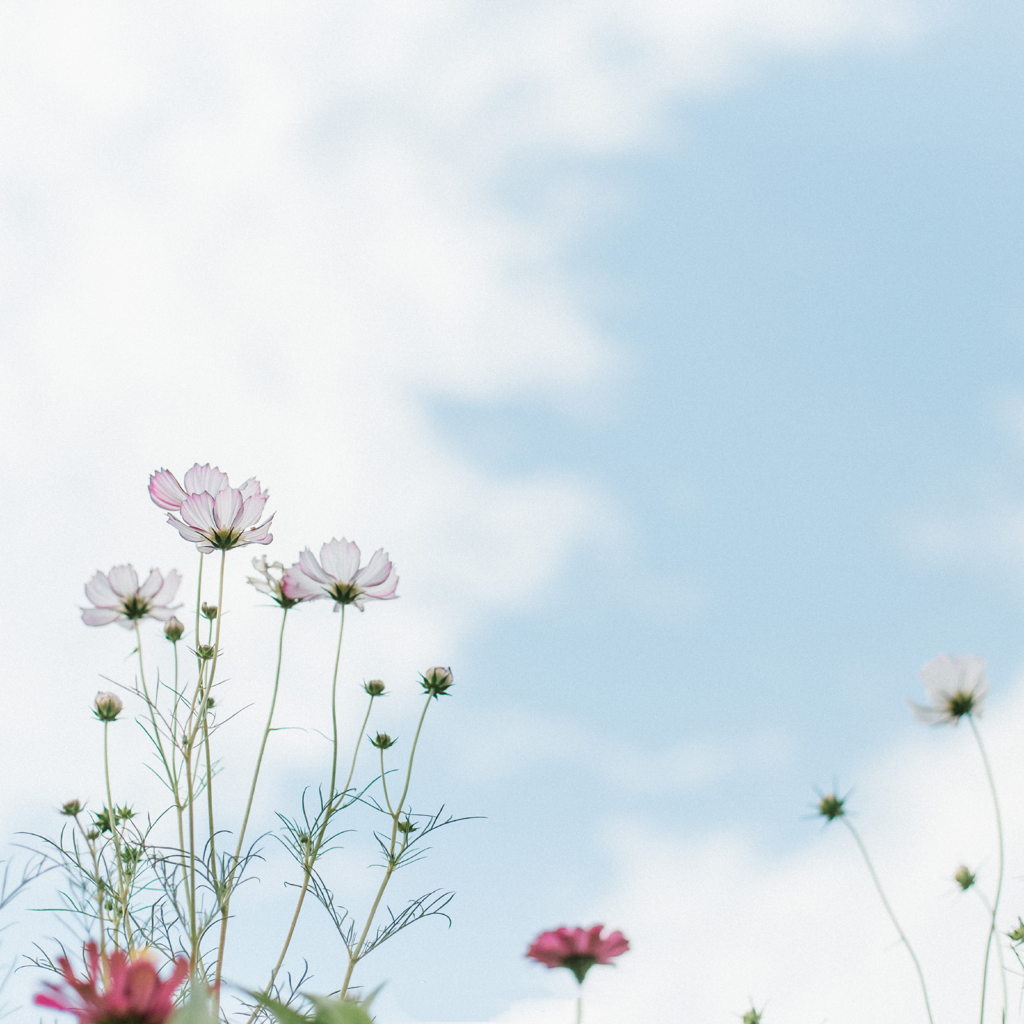格桑花 鲜花 枝叶 天空 小清新 苹果手机高清壁