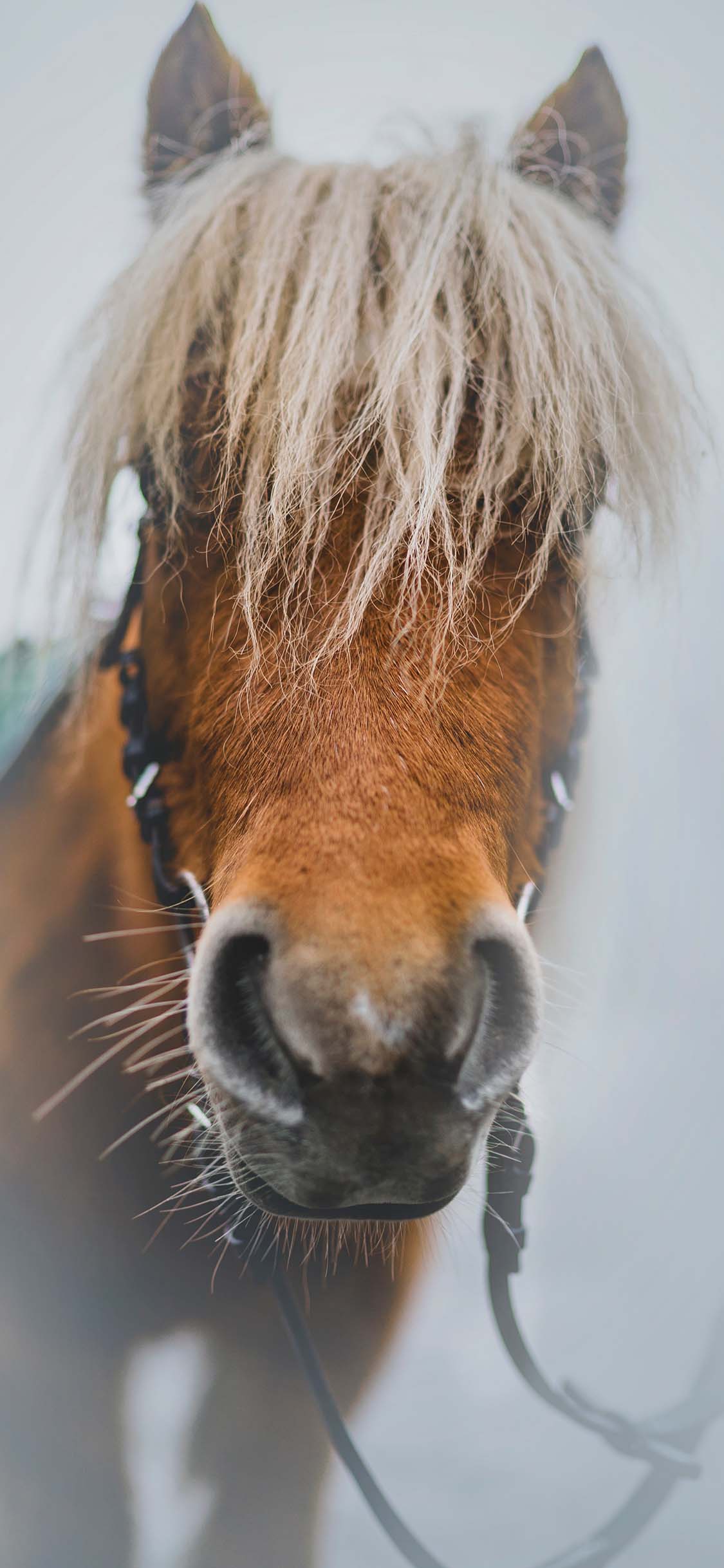 马匹 棕马 刘海 奔跑 苹果手机高清壁纸 1125x2