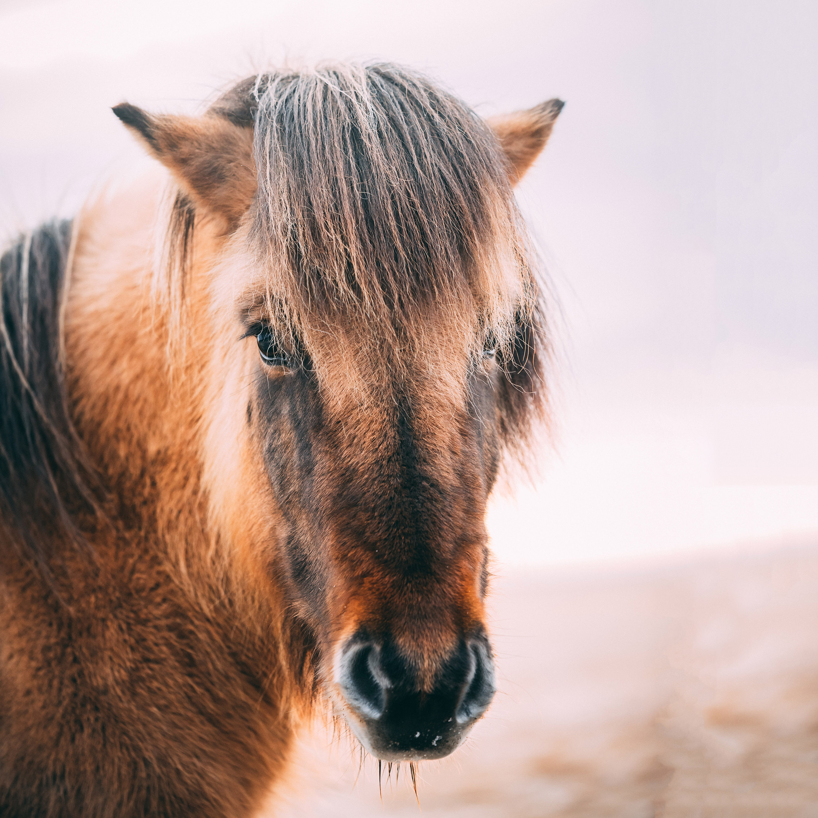 棕马 马匹 刘海 奔跑 代步 苹果手机高清壁纸 2