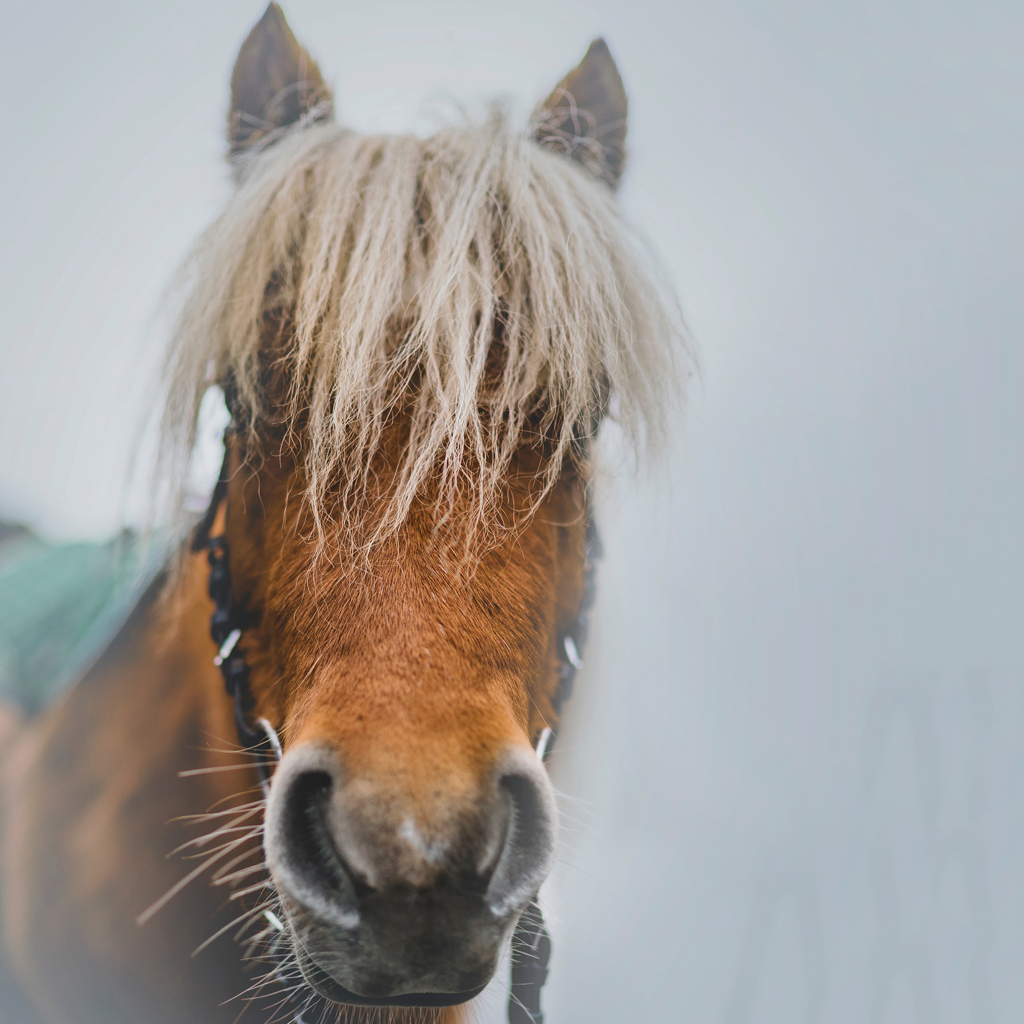 马匹 棕马 刘海 奔跑 苹果手机高清壁纸 2048x2