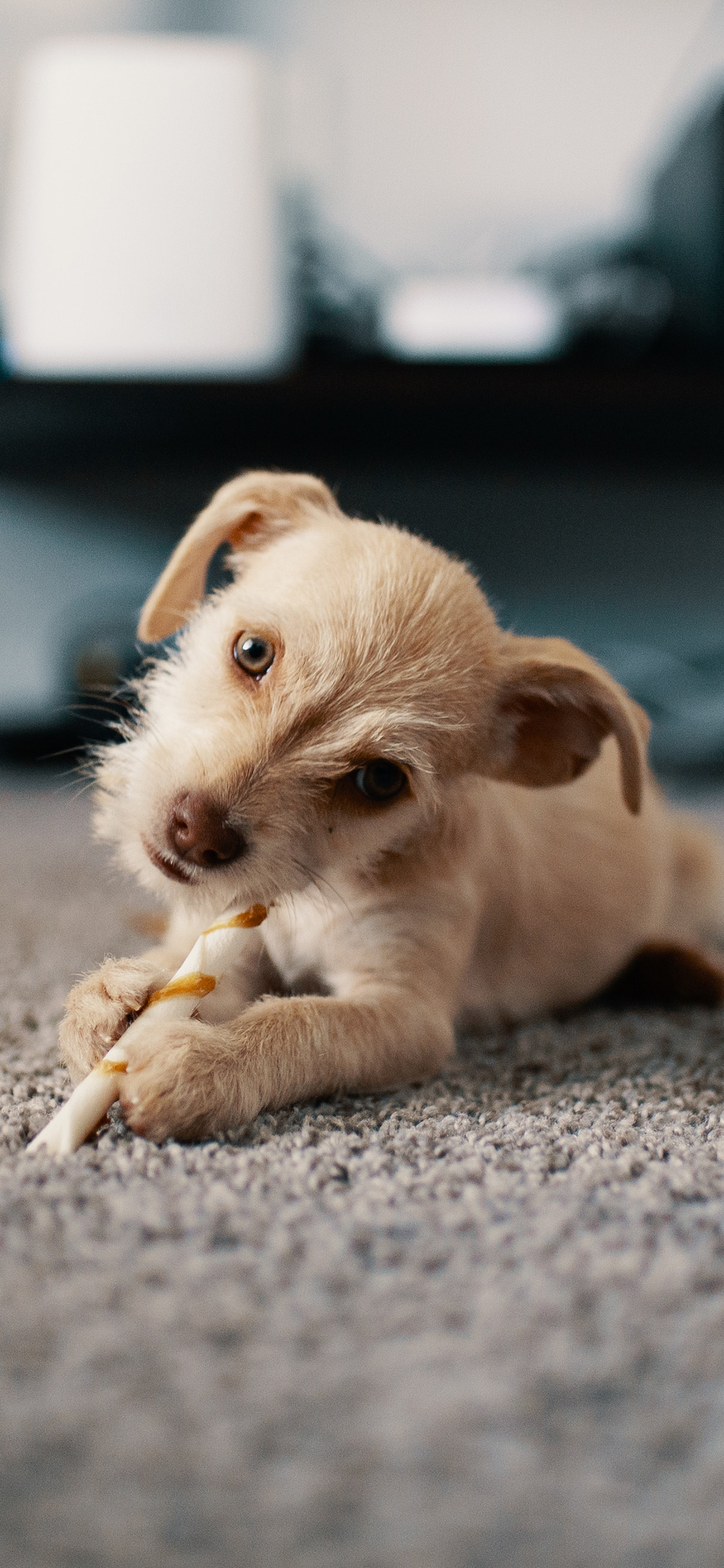 iPhone XR动物壁纸_iPhone XR动物壁纸下载_