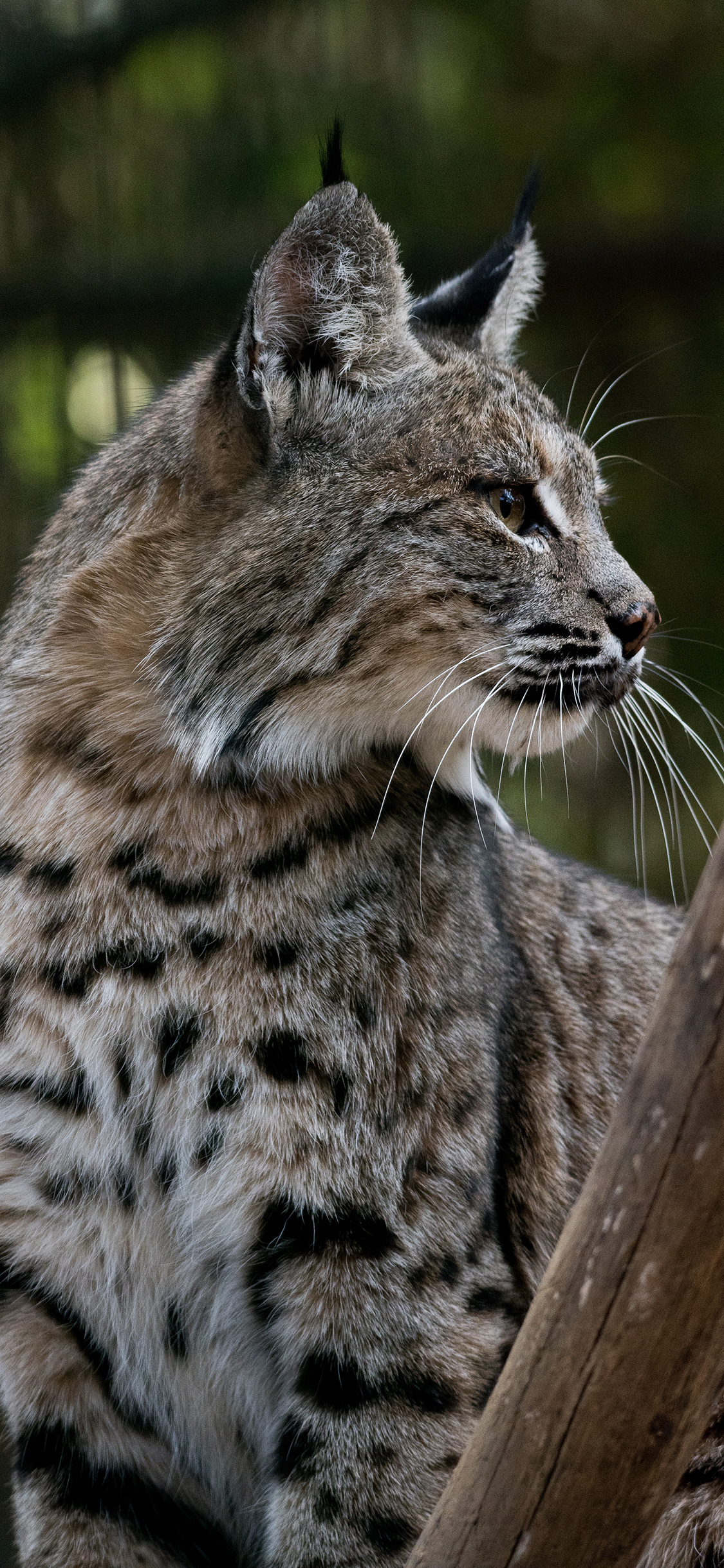 iPhone XR动物壁纸_iPhone XR动物壁纸下载_