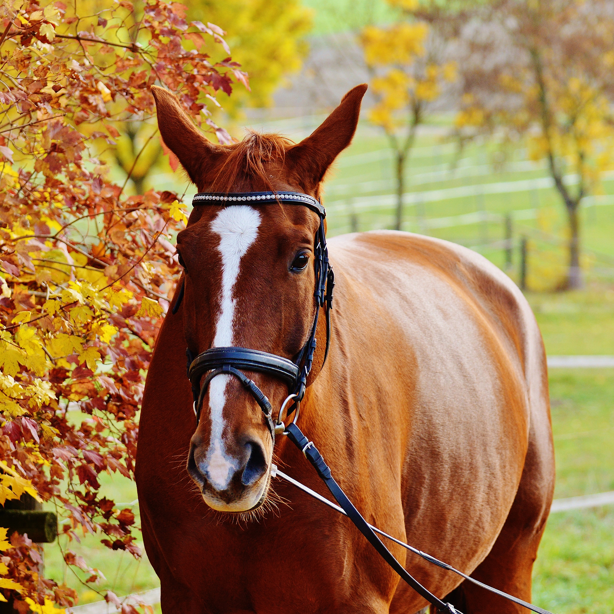 马 驹 畜牧 草原 苹果手机高清壁纸 2048x2048