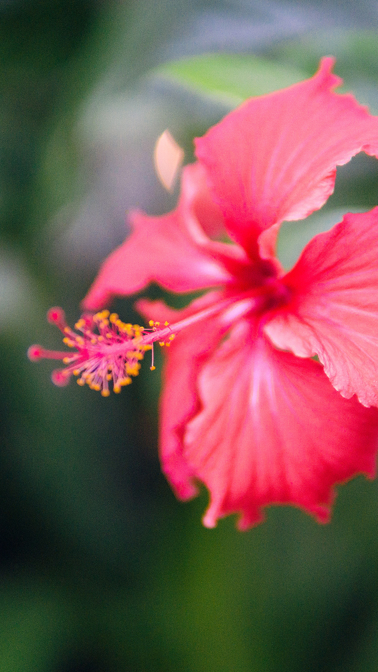 鲜花扶桑花盛开花柱苹果手机高清壁纸750x1334 爱思助手