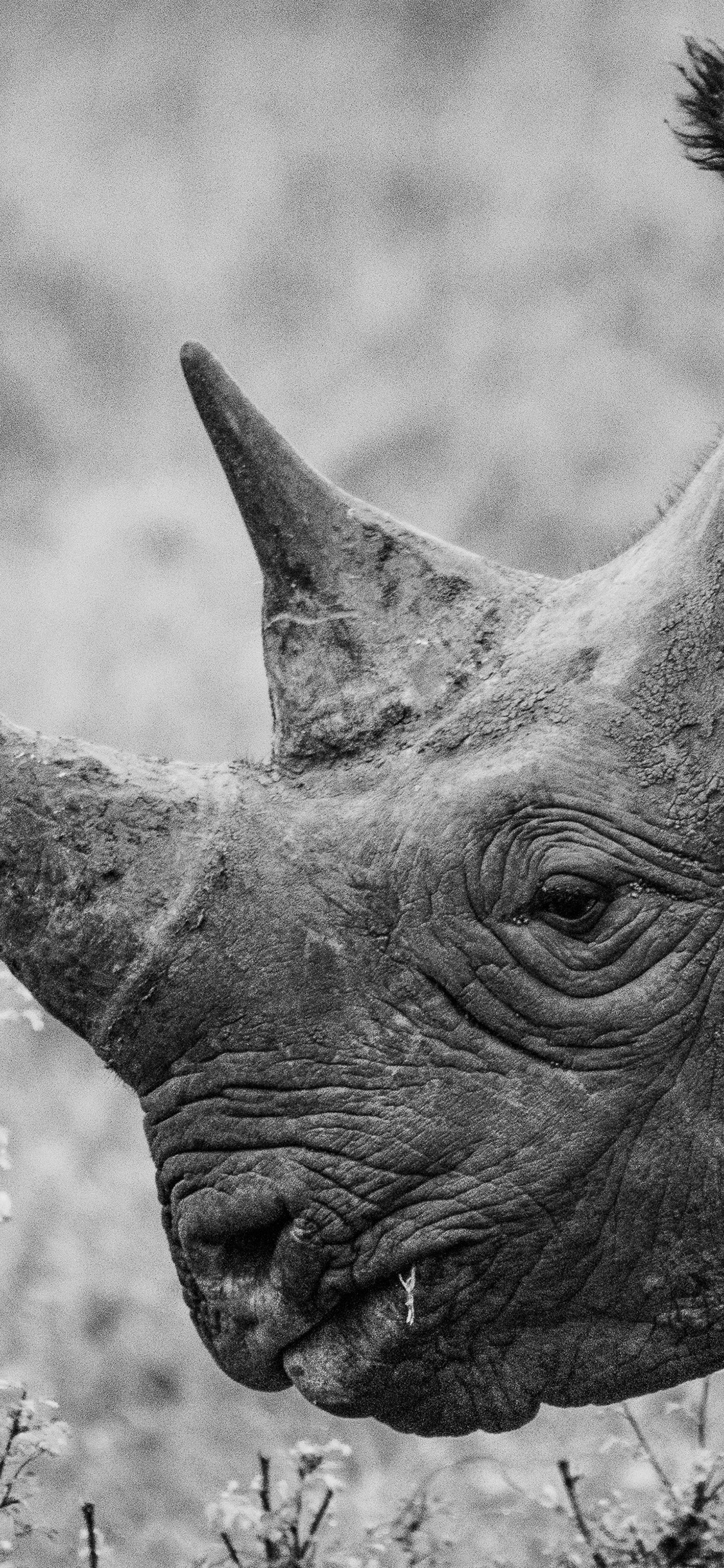 iPhone XR动物壁纸_iPhone XR动物壁纸下载_