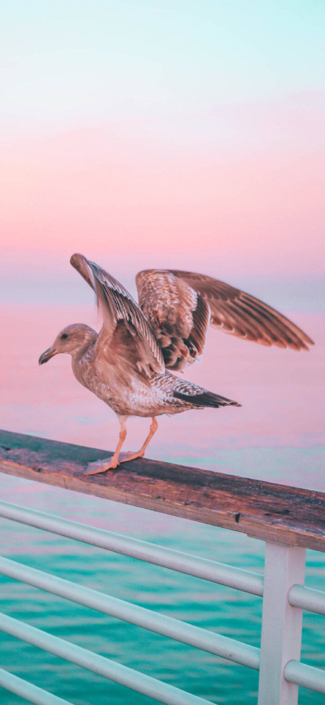 iPhone XR动物壁纸_iPhone XR动物壁纸下载_