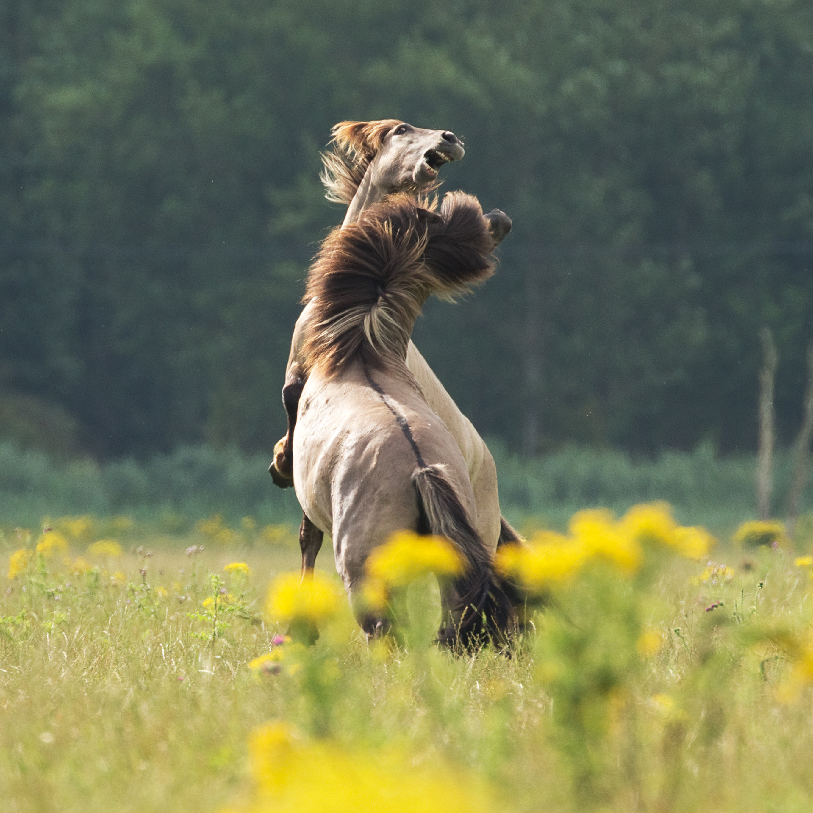 马匹 斗争 草场 花草 苹果手机高清壁纸 2732x2