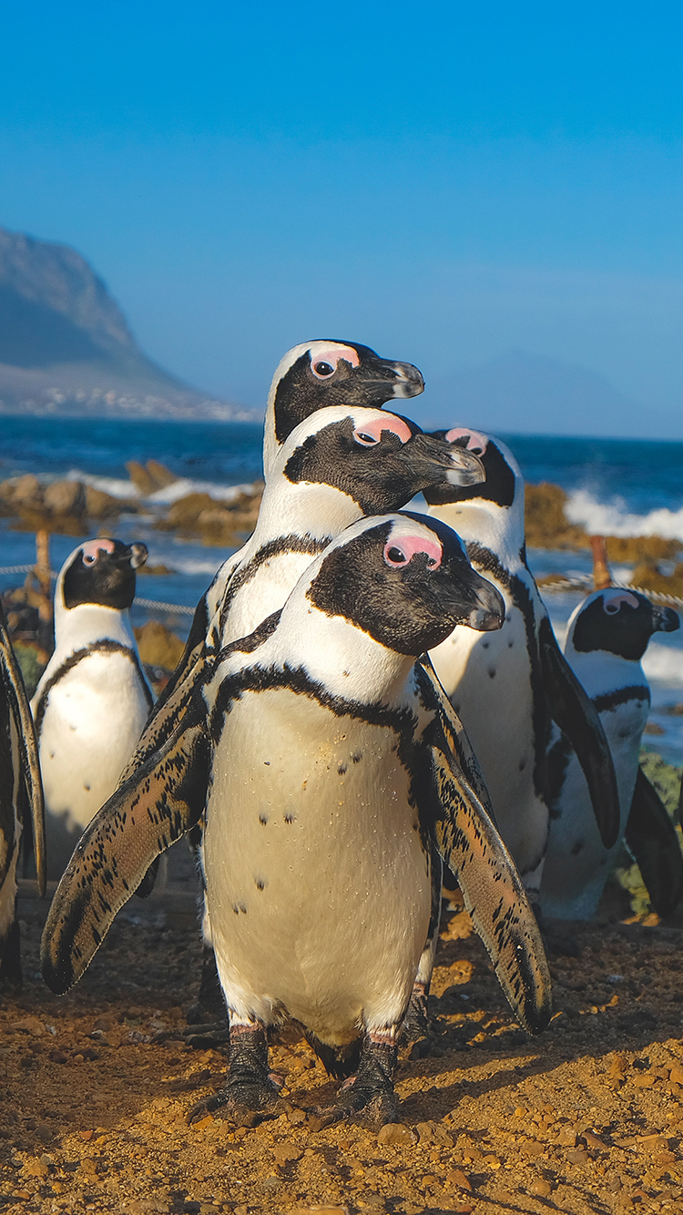 企鹅 群体 游禽 海岸 苹果手机高清壁纸 750x13