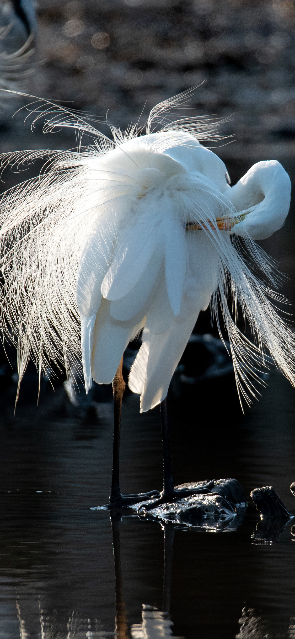 iPhone XR动物壁纸_iPhone XR动物壁纸下载_