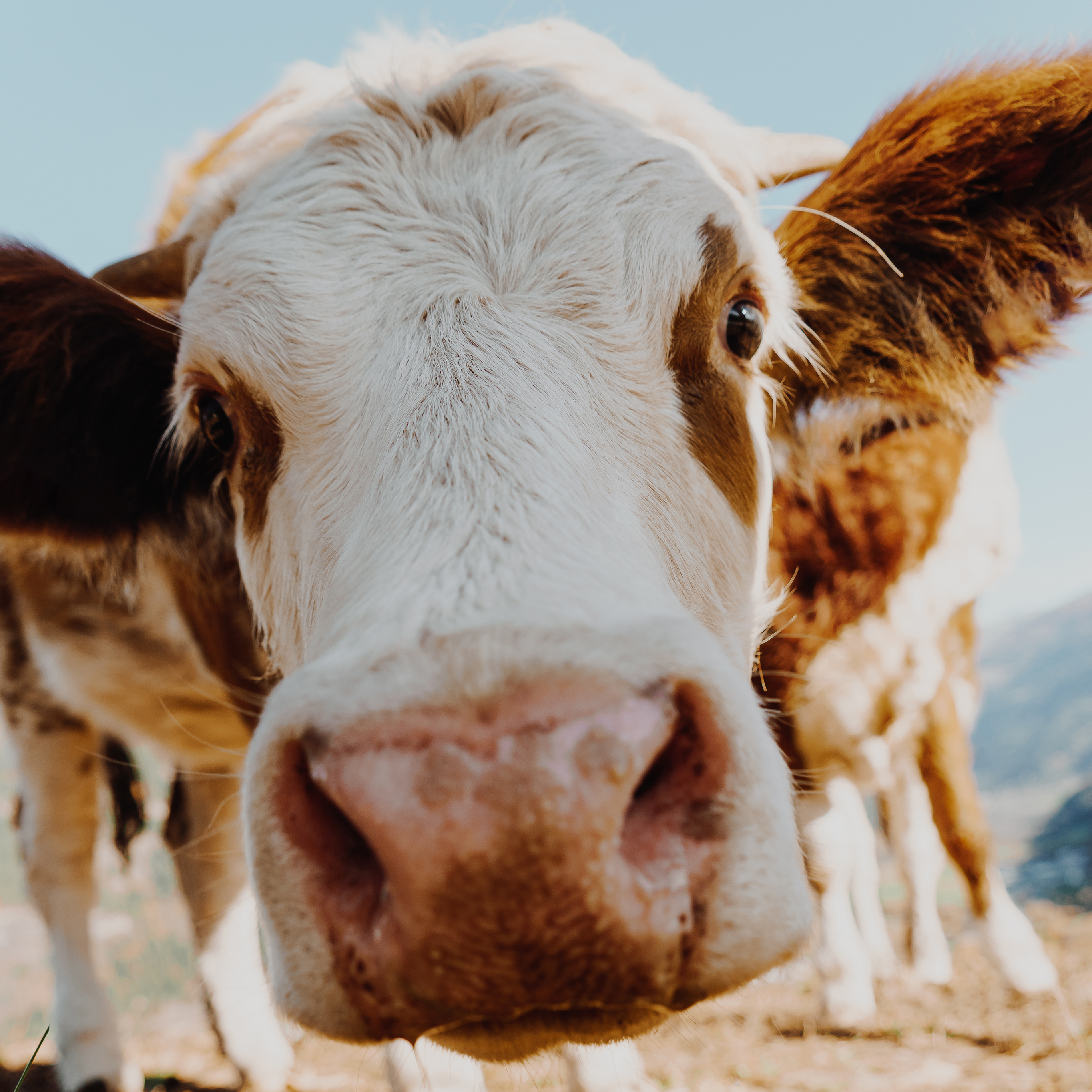牛 牲畜 大头 畜牧 苹果手机高清壁纸 2732x2732_爱思助手