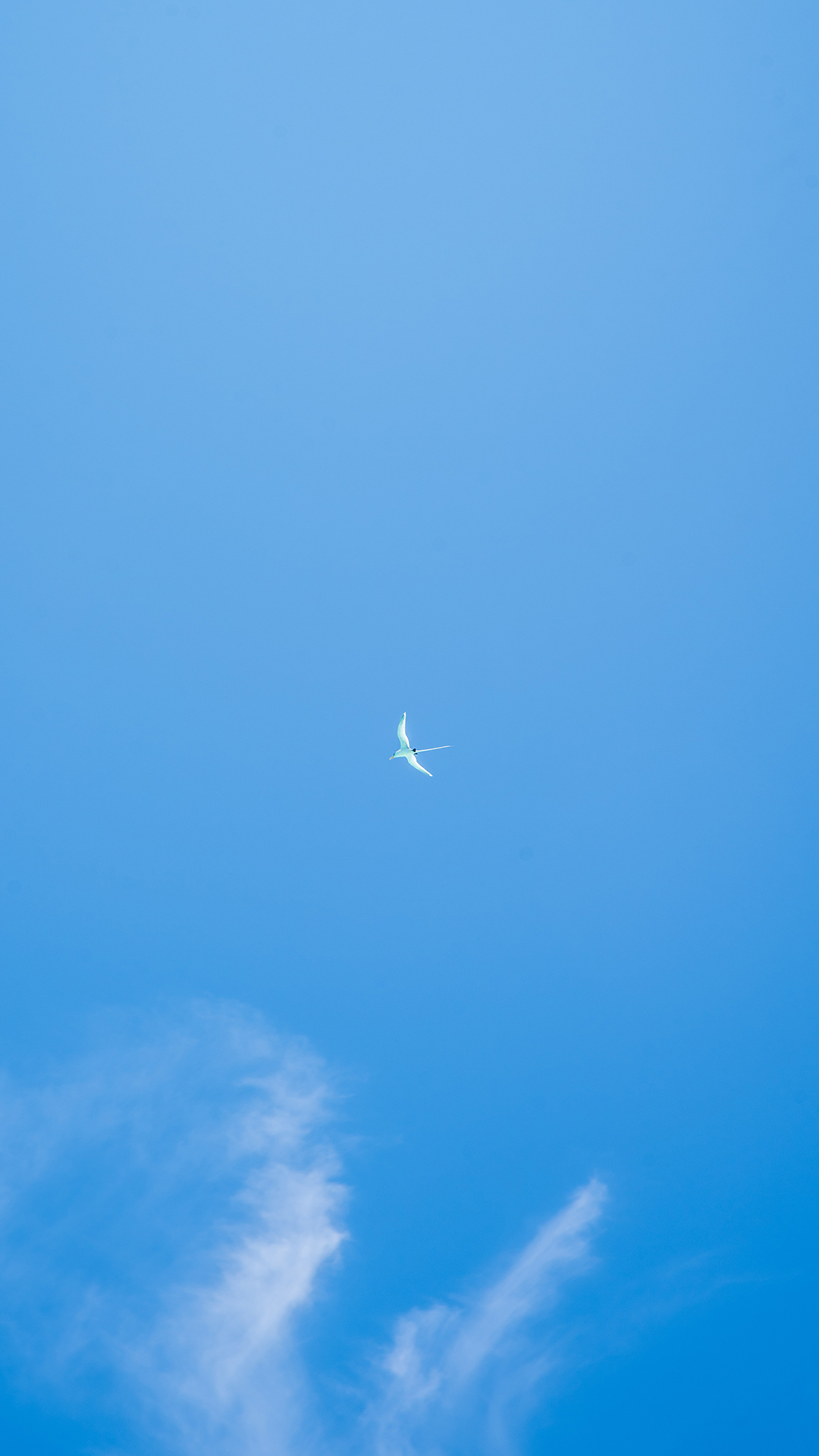 手机壁纸高清图片大全最新 1586918906006_241165.jpg