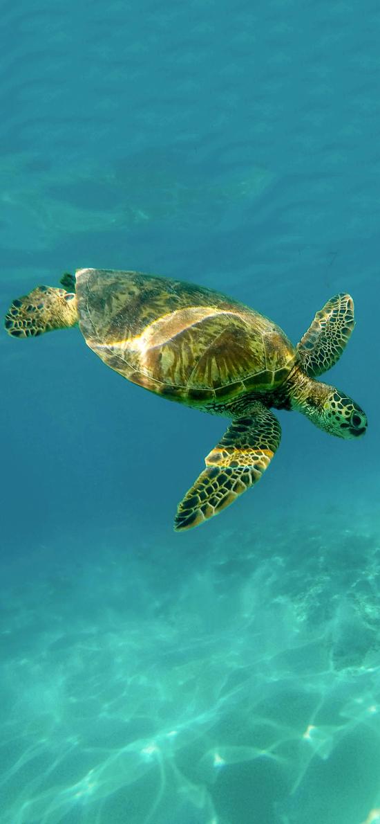 深海里的海洋生物大海龟