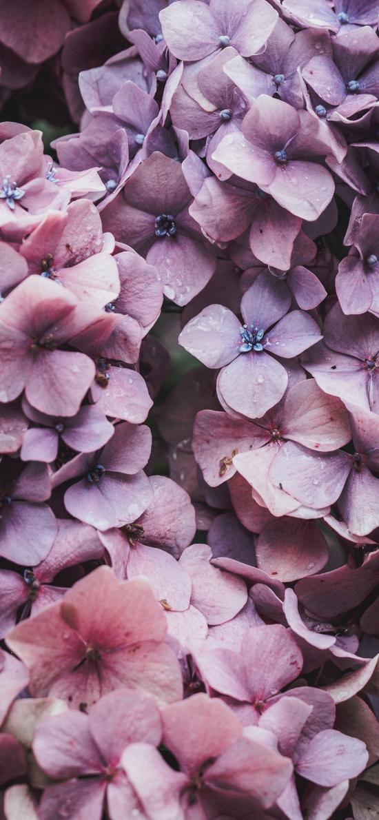 驚くばかり紫 花 壁紙 Iphone 最高の花の画像