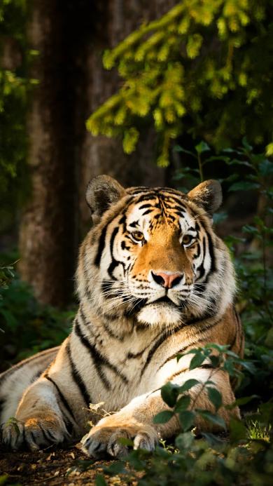 Iphone 7 Plus动物壁纸 Iphone 7 Plus动物壁纸下载 Iphone 7 Plus动物壁纸免费下载 资源中心 第12页