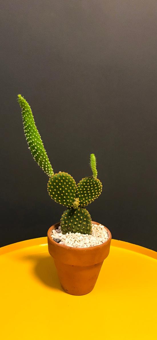 绿植 仙人掌 盆栽 绿植