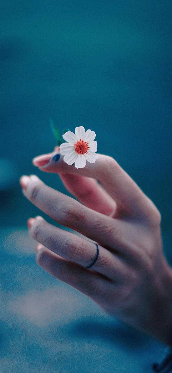 雏菊 手部 修长 小花