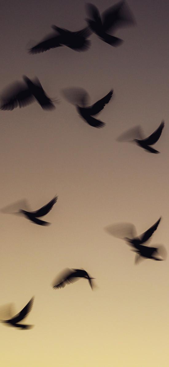 飞鸟 候鸟 群居 唯美