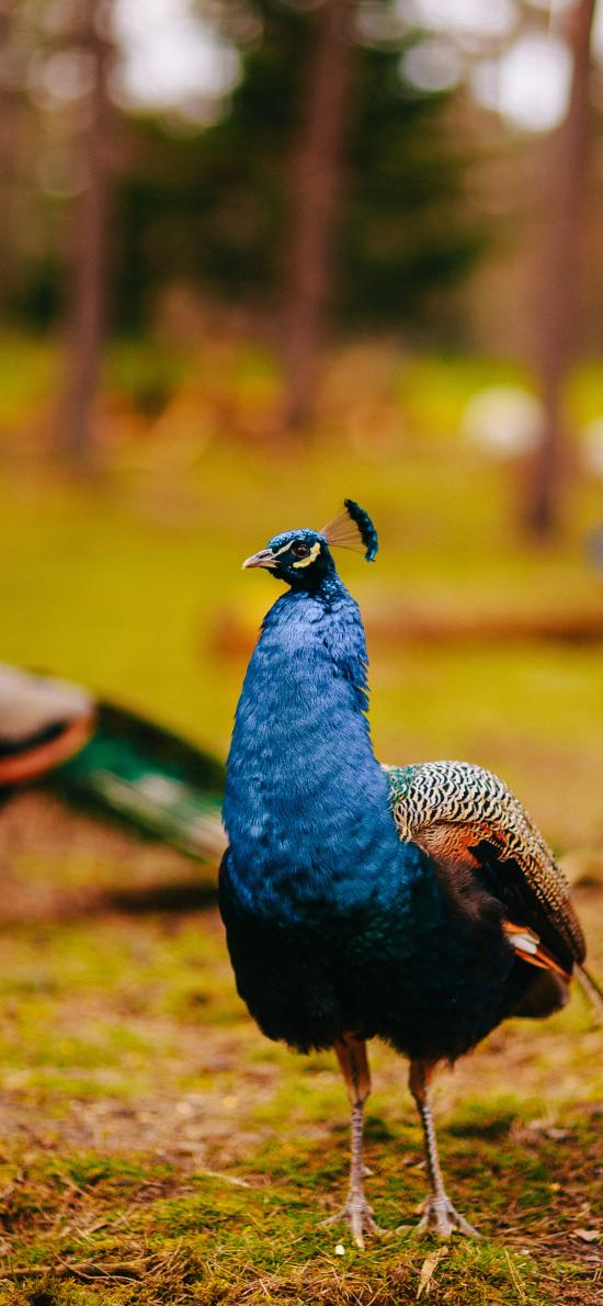 Iphone Xs动物壁纸 Iphone Xs动物壁纸下载 Iphone Xs动物壁纸免费下载 资源中心 第306页