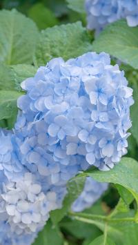 Iphone 5 5c 5s植物壁纸 Iphone 5 5c 5s植物壁纸下载 Iphone 5 5c 5s植物壁纸免费下载 资源中心 第338页