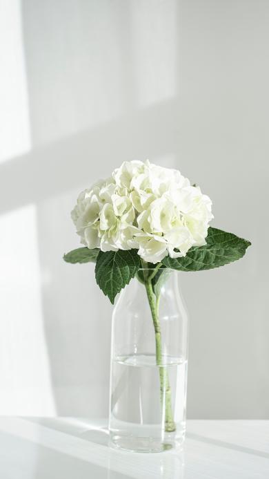 Iphone 6 Plus 6s Plus壁纸下载周排行 Iphone 6 Plus 6s Plus壁纸免费下载周排行 资源中心 第3924页