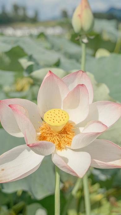 Iphone 6 Plus 6s Plus植物壁纸 Iphone 6 Plus 6s Plus植物壁纸下载 Iphone 6 Plus 6s Plus植物壁纸免费下载 资源中心 第336页